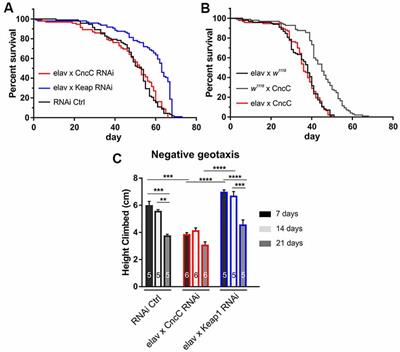 Drosophila Nrf2/Keap1 Mediated Redox Signaling Supports Synaptic Function and Longevity and Impacts on Circadian Activity